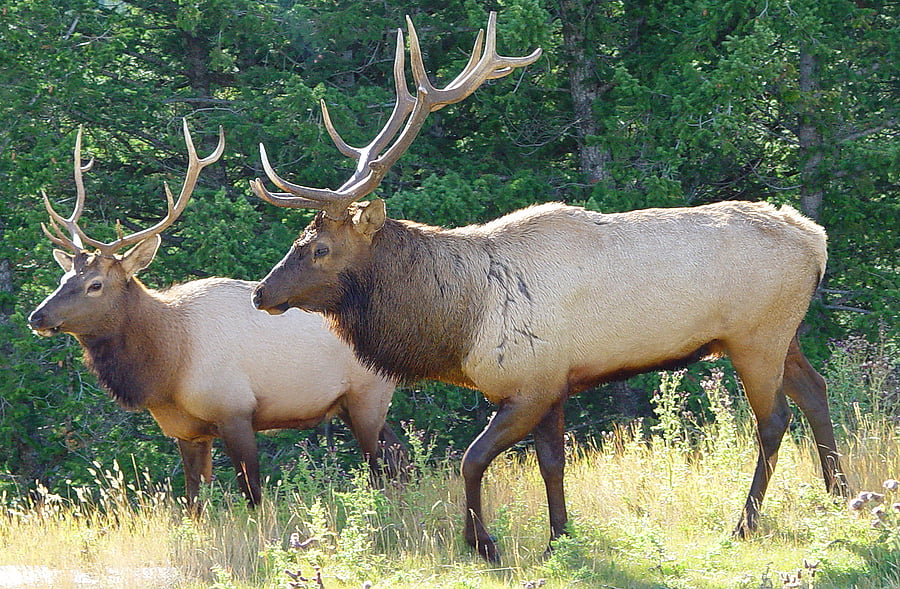 Colorado Elk Hunting