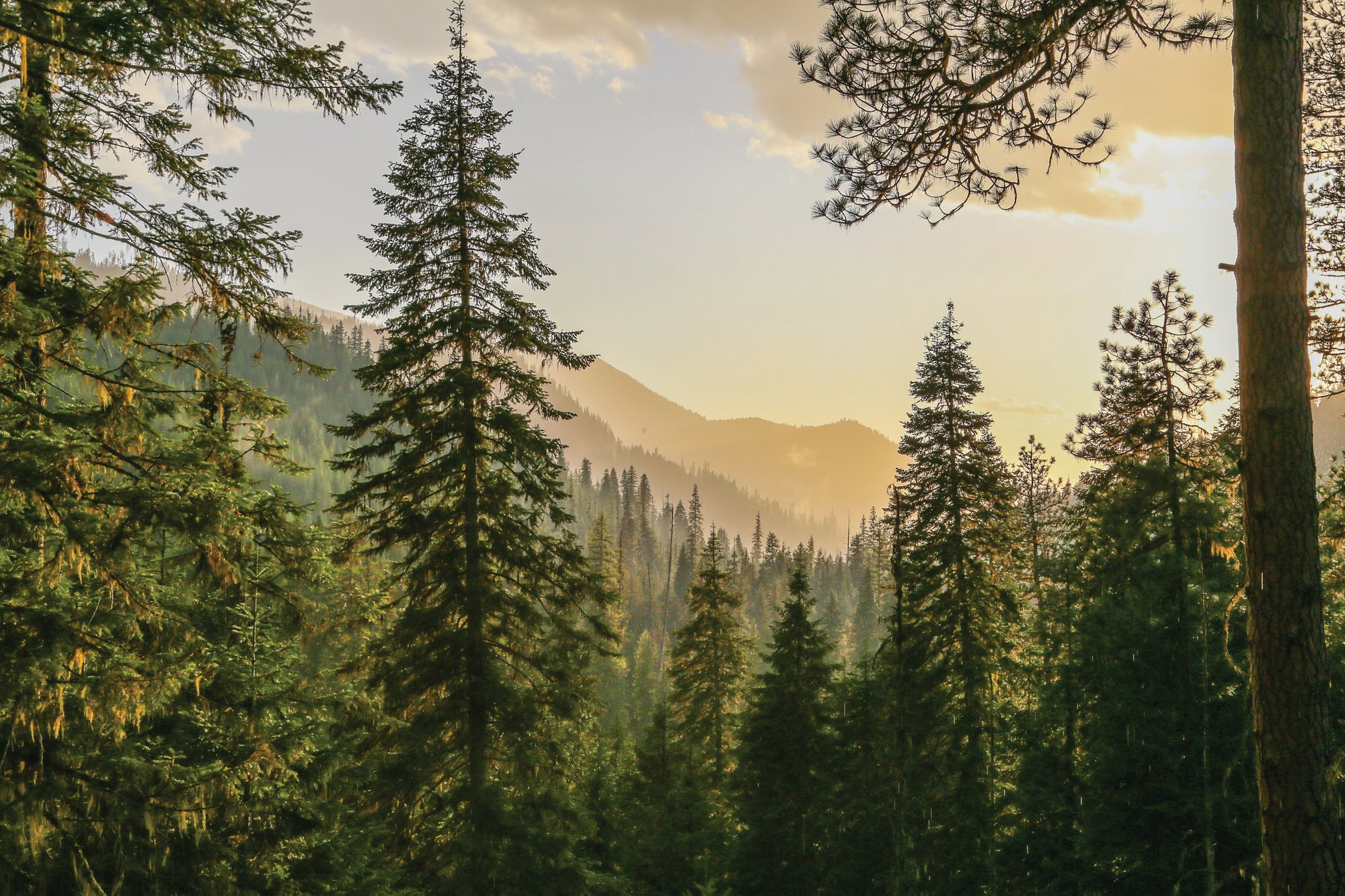 ID Scenic Woods_CMYK_310954464 (2)