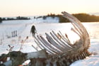 Snowy Carcass