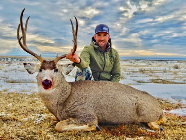 Montana Mule Deer