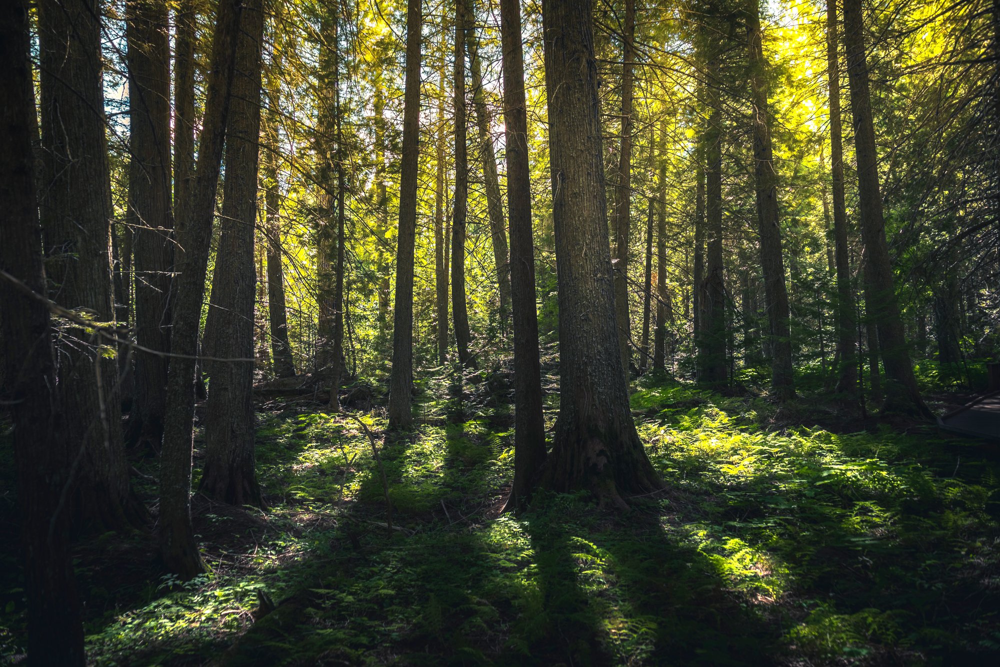 MT Scenic Woods_RGB_130286973 (1)