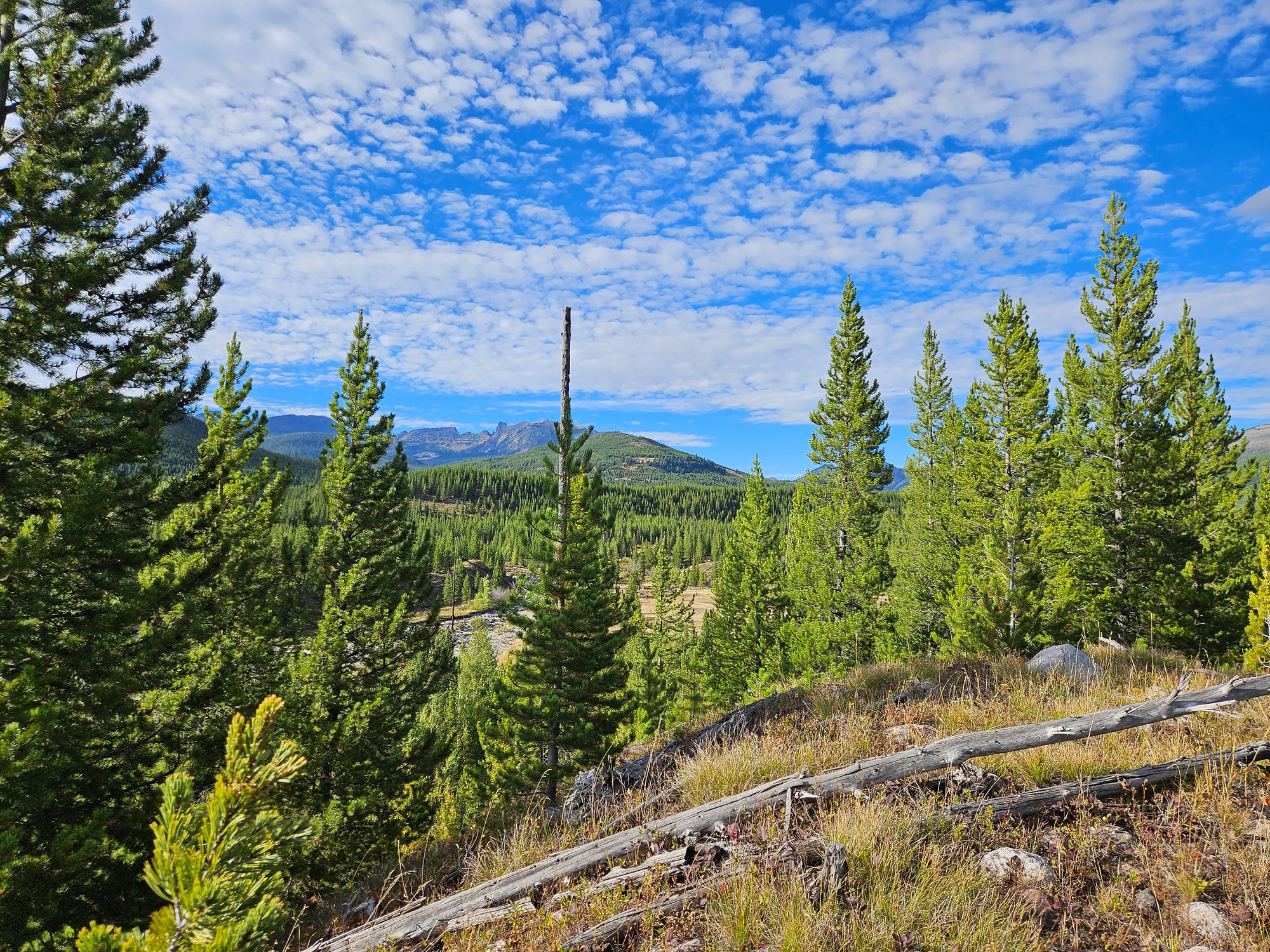 MT Scenic_Richards_CMYK_170809