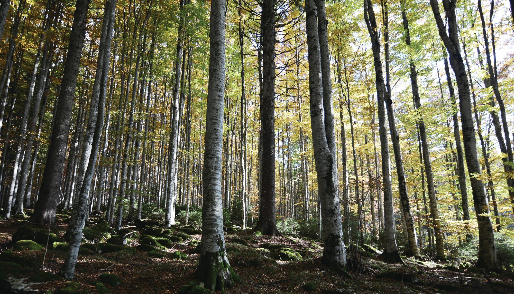 NV Background Scenic_CMYK_298318813