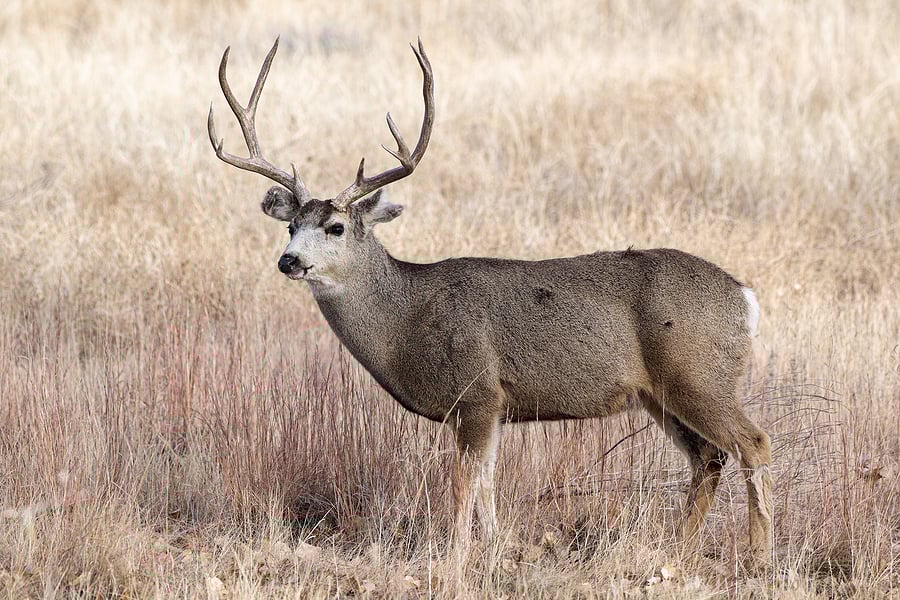 Nevada Mule Deer Hunting