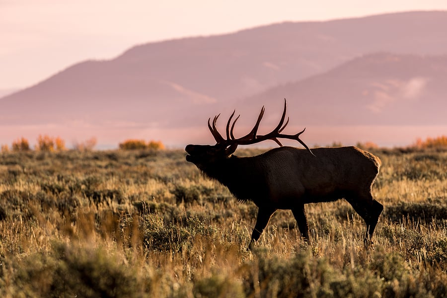 New Mexico Elk Hunting