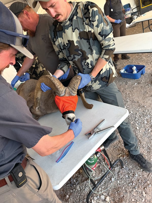 Hunting Conservation