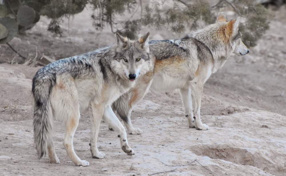 AdobeStock_1185319580-1