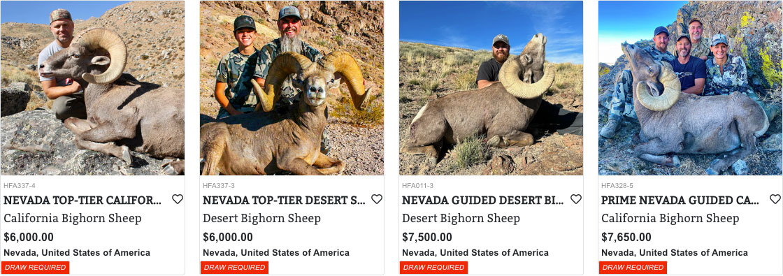 Nevada Bighorn Sheep