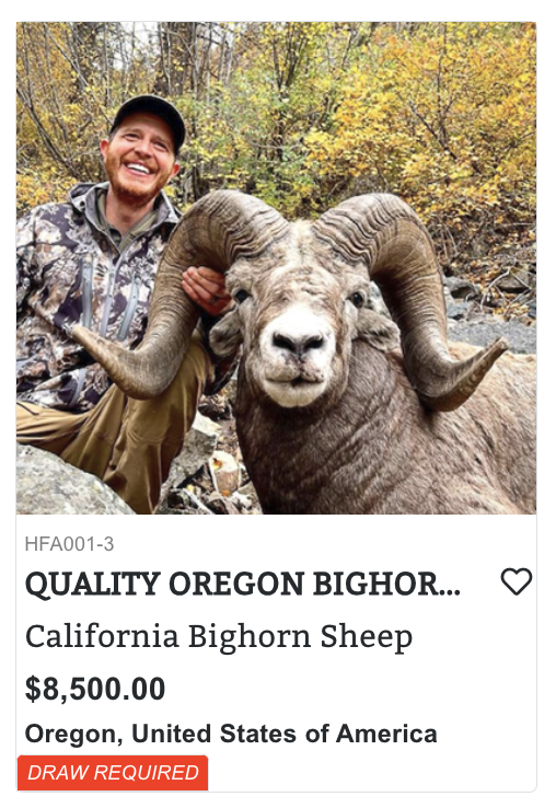 Oregon Bighorn Sheep Hunts