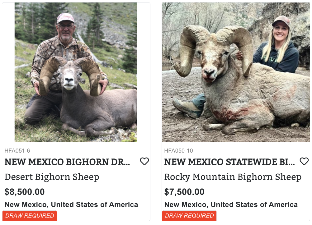 New Mexico Bighorn Hunts