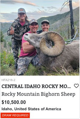 Idaho Bighorn Sheep