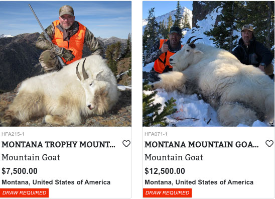 Montana Mountain Goat