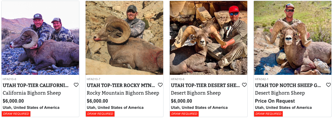 Utah Bighorn Sheep