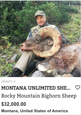 Montana Bighorn Sheep
