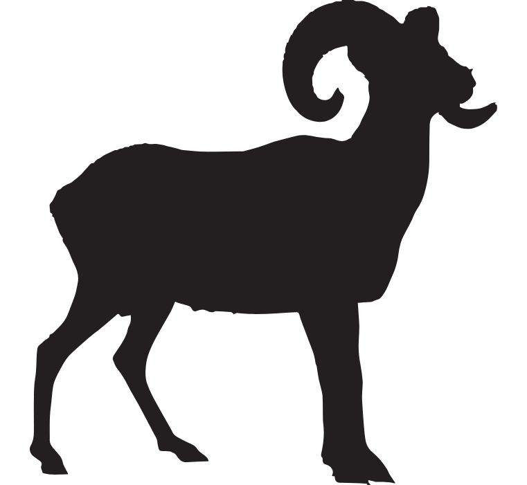Oregon Bighorn Sheep