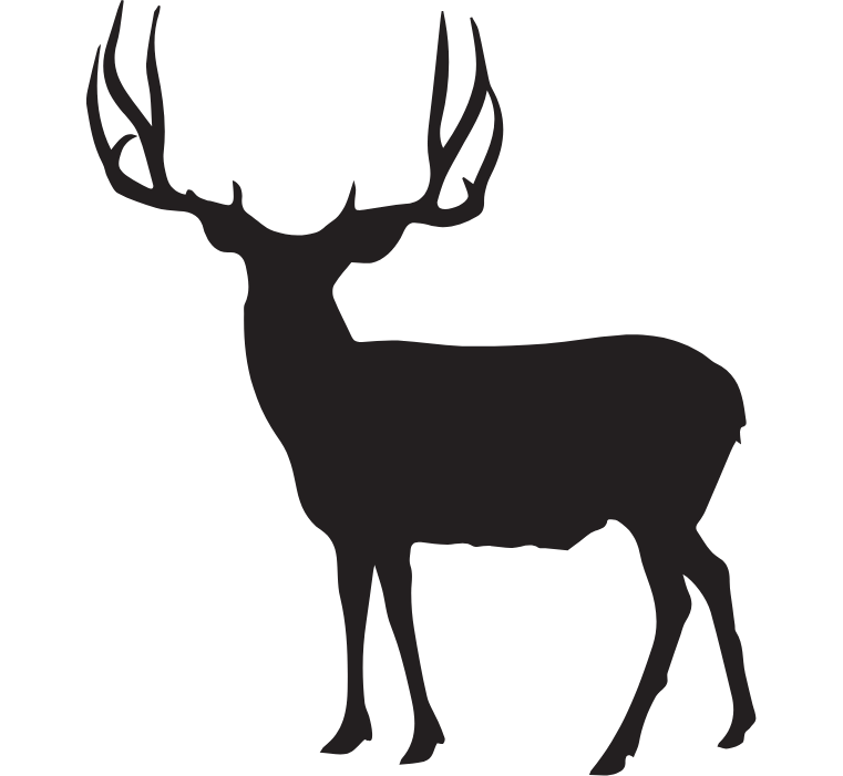 Mule Deer