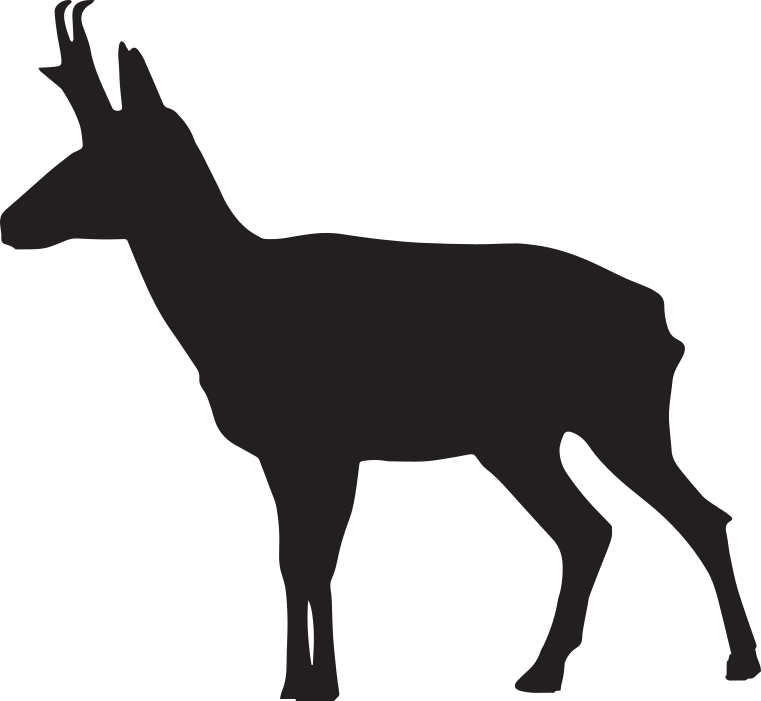 Antelope