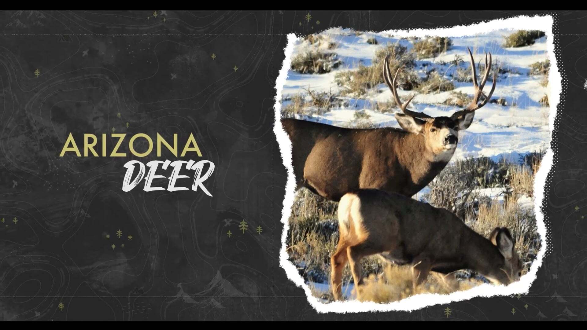 Arizona Deer