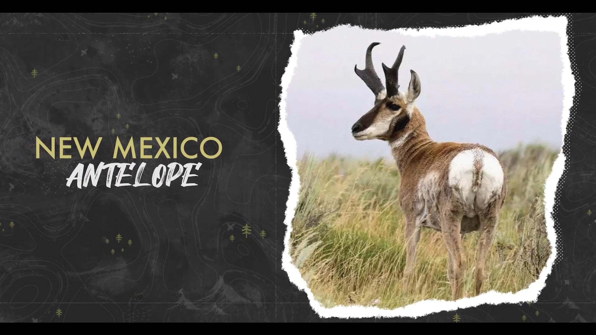 New Mexico Antelope