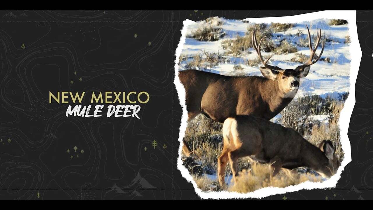 New Mexico Mule Deer