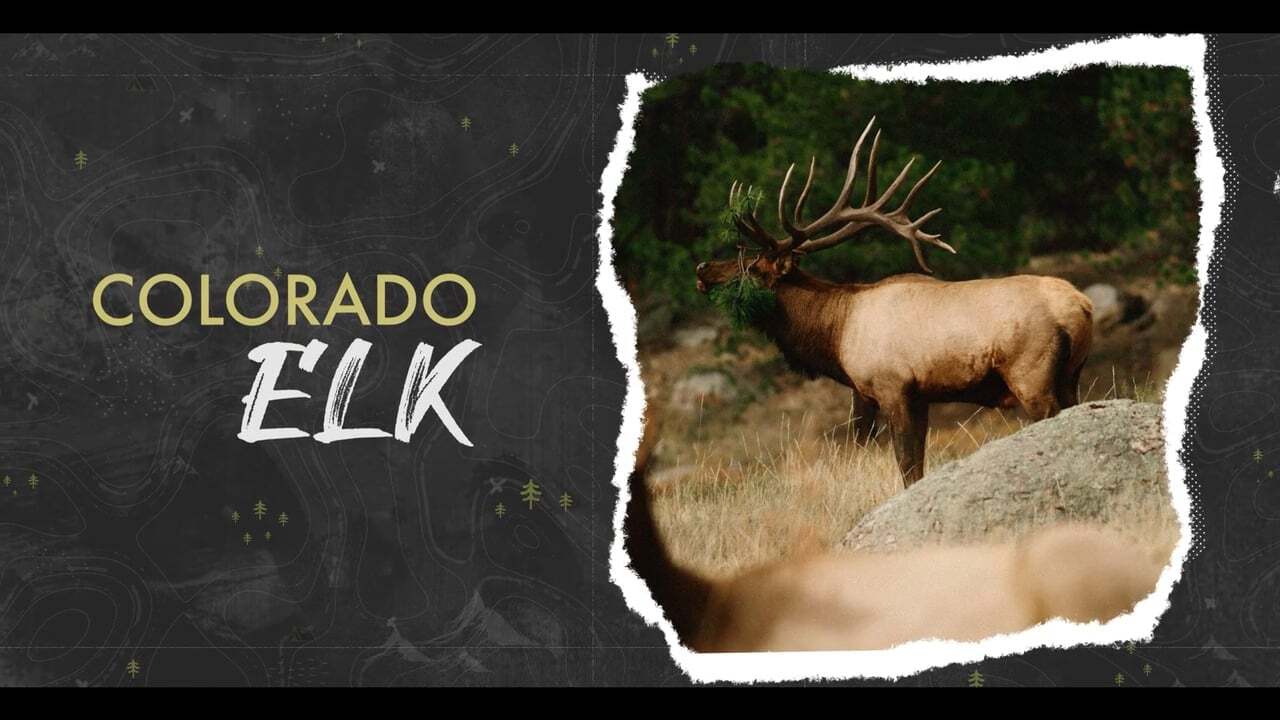 Colorado Elk 