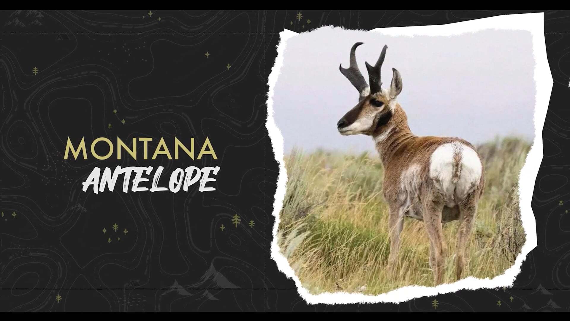 Montana Antelope